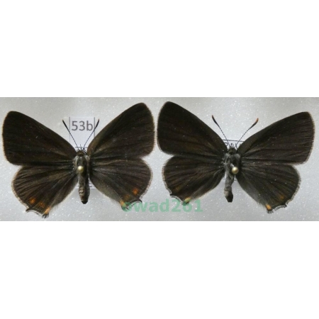 Satyrium acaciae (Fabricius, 1787) pair Czech53b